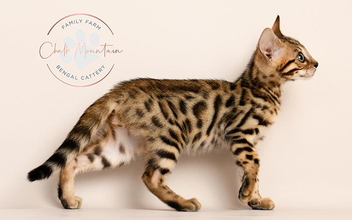 Bengal kitten with unique rosettes and glittered fur in Fort Worth Texas